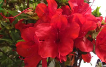 Load image into Gallery viewer, Azalea Autumn Bravo Shrubs