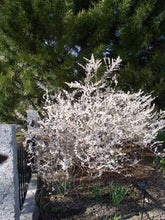 Load image into Gallery viewer, Abeliophyllum distichum White Forsythia