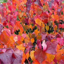 Load image into Gallery viewer, Forest Pansy Redbud Tree