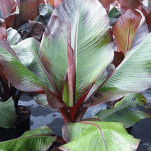 Load image into Gallery viewer, Banana Ensete 'Maurelli' Plants
