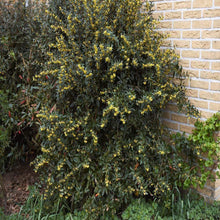 Load image into Gallery viewer, Julianae Barberry Shrubs
