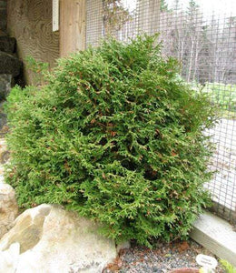 Globe Arborvitae Tom Thumb Shrubs