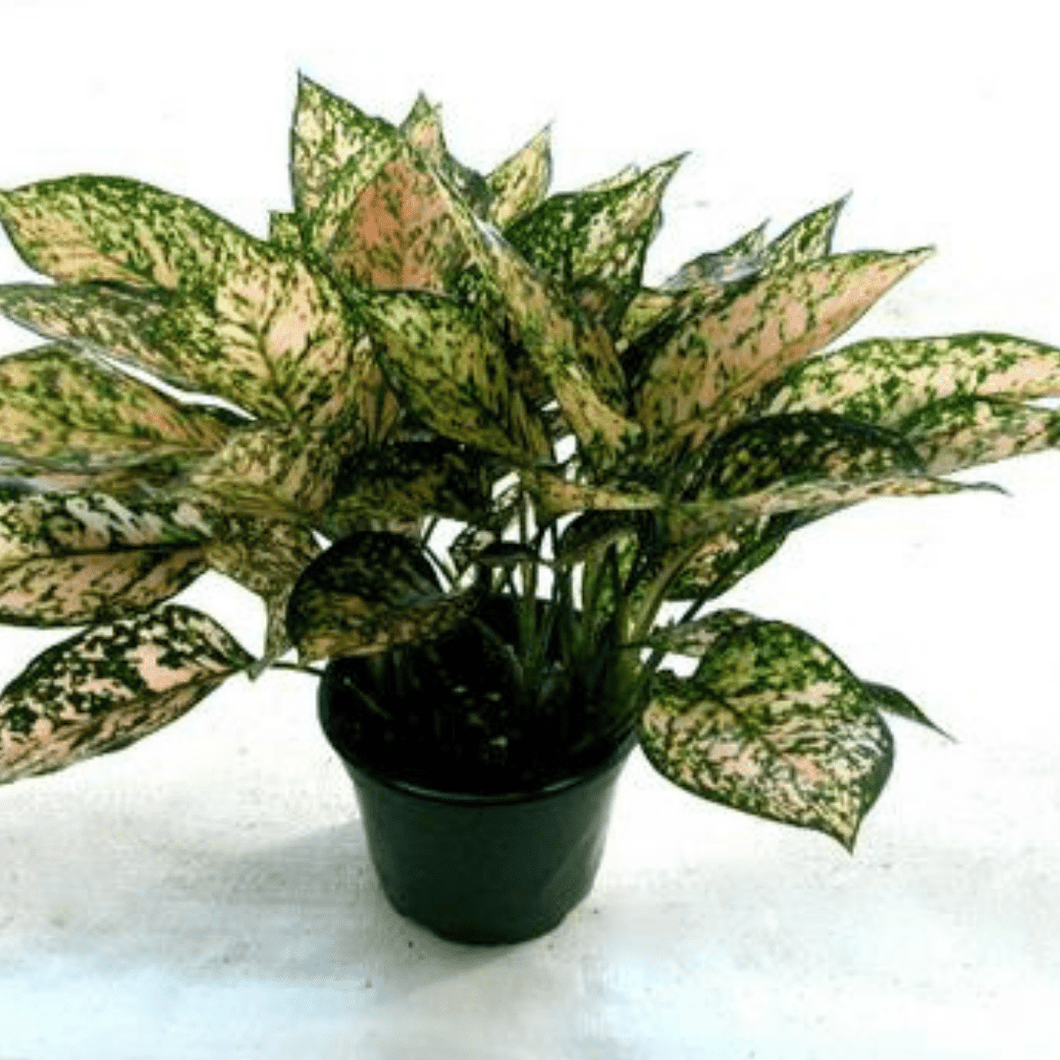 aglaonema etta rose Aglaonema Etta Rose Plants – unique-vintagesfs.com