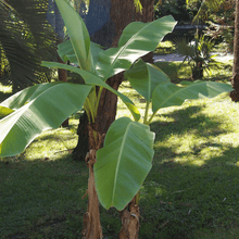 Load image into Gallery viewer, Banana 'Musa basjoo' Plants

