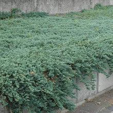 Load image into Gallery viewer, Blue Sargent Juniper Shrubs

