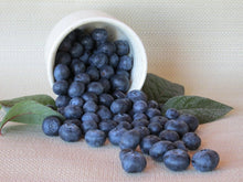 Load image into Gallery viewer, Climax Blueberry Bushes
