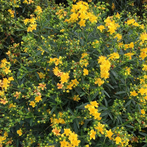 Sunny Boulevard St. John's Wort Shrubs