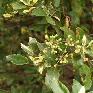Jack Frost Privet Shrubs