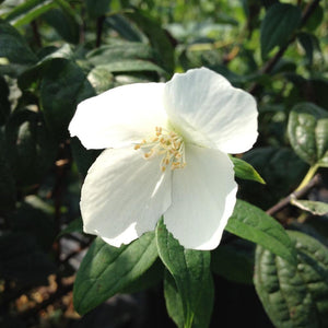 Mock Orange Snowbelle Shrubs