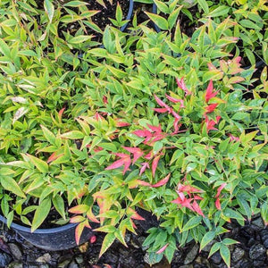 Moonbay Nandina Shrubs