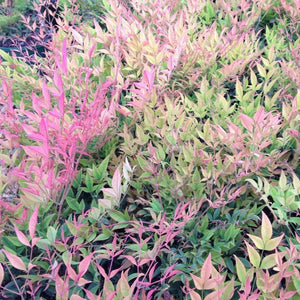 Moonbay Nandina Shrubs