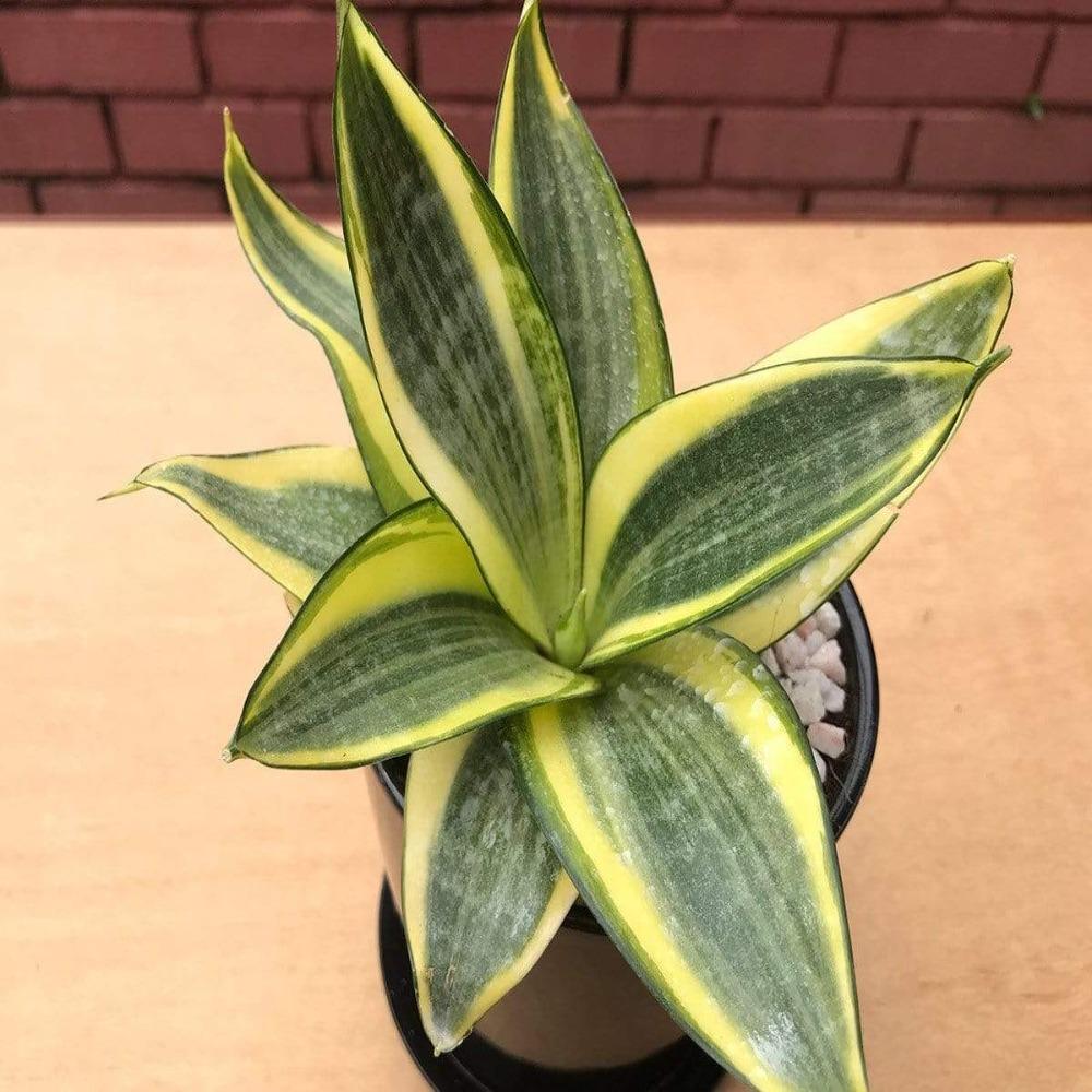 night owl snake plant care Night Owl Snake Plant Sanseveria