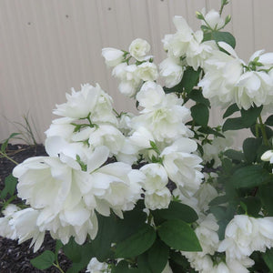 Mock Orange Snowbelle Shrubs