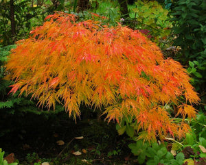Waterfall Japanese Maple Trees